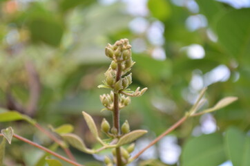 planta