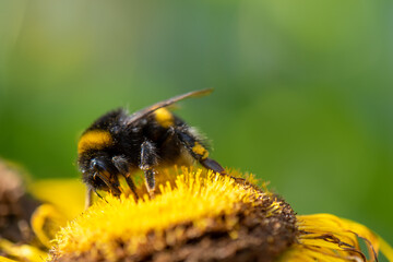 bee on yellow flower