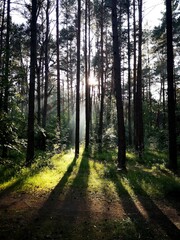 Fototapeta premium Path in the woods, trees for your site, Instagram or somthing else