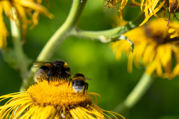 bee on yellow sunflower