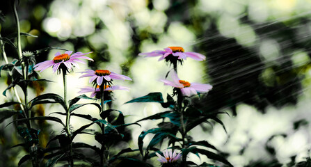 
Modest but beautiful Persian chamomile flowers (feverfew) on a blurry rain background