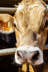 Vacas de producción de leche en establecimiento rural en Italia
