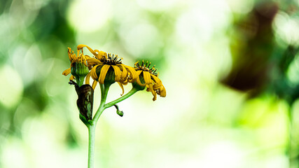 
Buzulnik (Ligularia) - a perennial herbaceous plant of the family Asteraceae or Astrovaceae