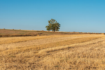 Mowed wheat field with stacks of straw on an early summer evening. Selective focus.