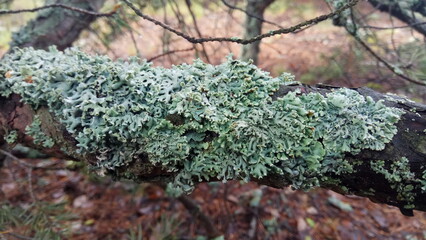 lichen on a tree in the forest close-up