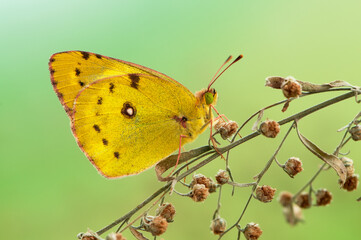 The yellow butterfly Colias hyale on a forest flower on a summer day