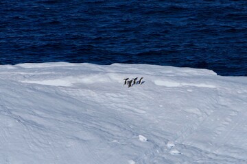 Penguins running on Iceberg in blue Antarctic sea, Antarctica