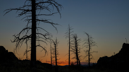 Pine trees burned by 2012 Hewlett Gulch Wildfire at Greyrock near Fort Collins, Colorado,...