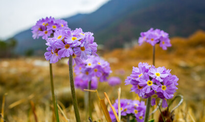 flowers in the mountains