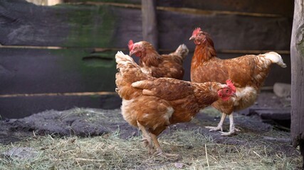 The chicken is getting ready for bed. Chickens in the chicken coop. Ginger poultry in the barn prepares for bed. Portrait of a beautiful chicken