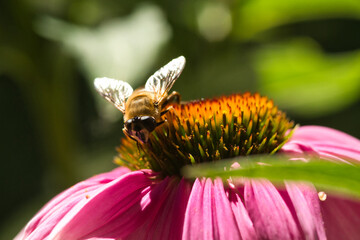 Biene auf einer Echinacea purpurea