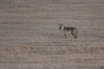 Coyote in the field