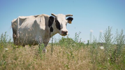 A white cow runs through a summer meadow. Swiss white cow resting in a meadow. Cow passes in the meadow.