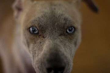 Dog eyes