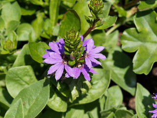 Scaevola aemula | Scaévola ou scaevole émule lilas bleuté en éventail sur tiges aux petites feuilles spatulées vert sombre