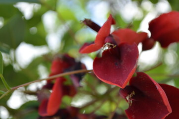flor roja