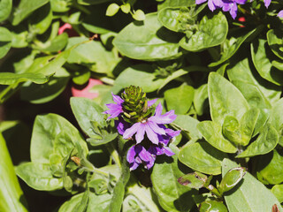 Scaevola aemula | Scaévola ou scaevole émule lilas bleuté en éventail sur tiges aux petites feuilles spatulées vert sombre