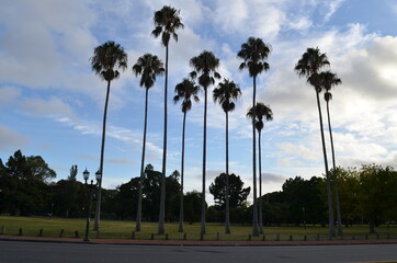 palmeras con cielo hermoso