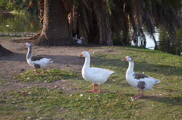 patos en los bosques de palermo