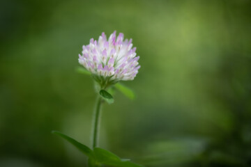 Close up of a Purple Clover