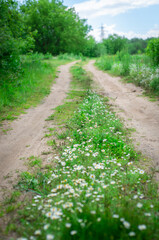 Country road in the forest with daisies. Landscape with wildflowers.