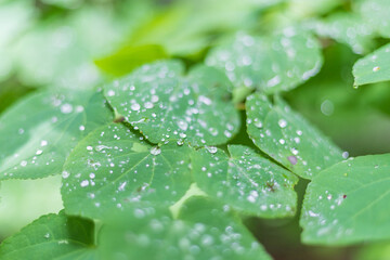 Oirase mountain stream in early summer