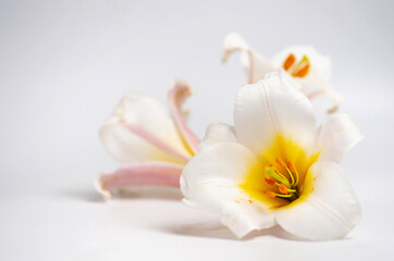 Fototapeta na wymiar White lily flower closeup