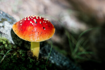 Close up of an Amanita Mushroom
