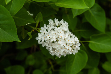 sprig of white lilac on a green bush