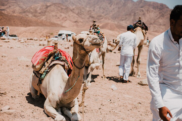 camels in the desert