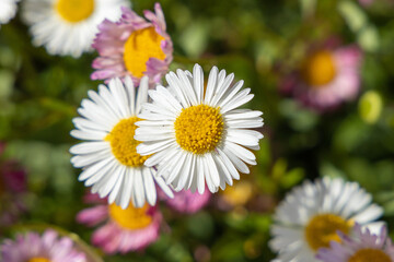 close-up of daisy flowers 