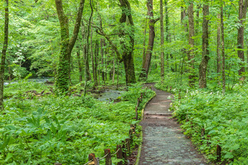 Obraz premium Oirase mountain stream in early summer