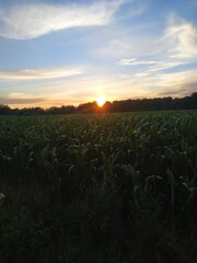 sunset in the field
