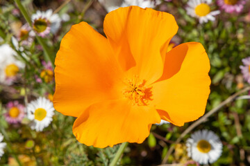 Orange Poppy Flower Close-up
