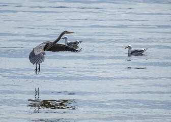 Heron Landing in water