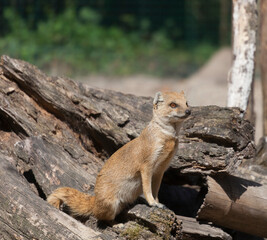 Yellow Mongoose sitting on driftwood