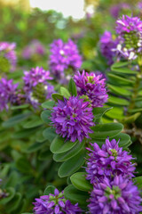 Light background with close up of purple flowers