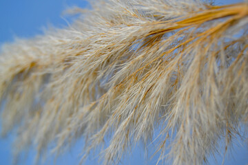 Light background with close up of light yellow plant