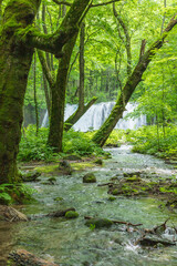 Oirase mountain stream in early summer