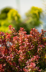 Light background with close up of a red plant bush