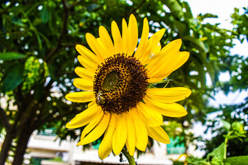 Obraz premium sunflower and bee