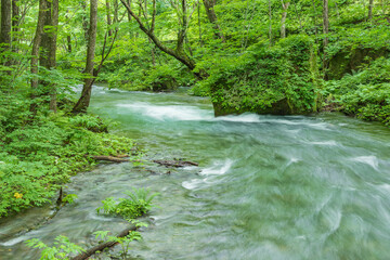 Oirase mountain stream in early summer