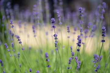 Light background with close up of lavender