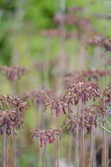 Green background with close up of a plant