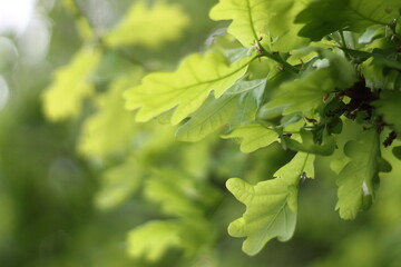 Fototapeta na wymiar Leaves of trees and shrubs. Nature in summer