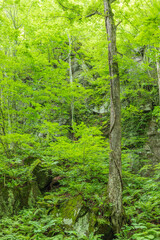 Oirase mountain stream in early summer