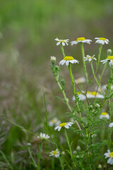 Light background with close up of a plant