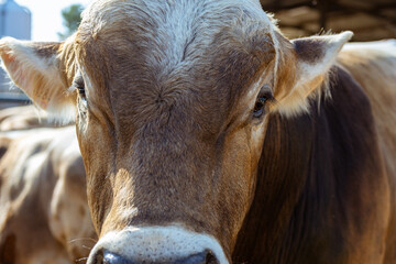 Vacas de producción de leche en establecimiento rural en Italia