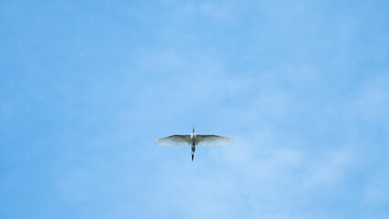 Little Egret bird in the blue sky
