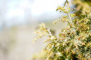Light background with close up of a plant